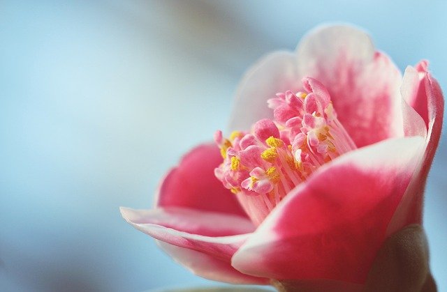 Camelia, bella flor en diferentes formas Flores - Flor de Planta