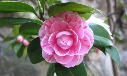 camelia