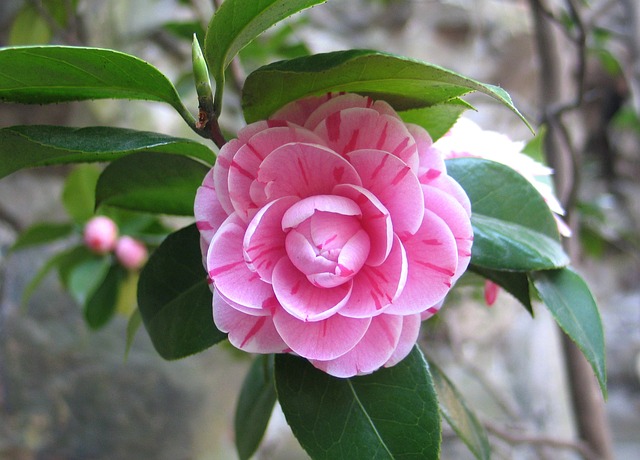 Camelia, bella flor en diferentes formas