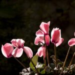 plantas resistentes a las heladas