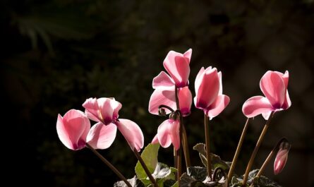 plantas resistentes a las heladas