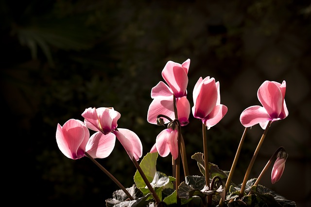 7 plantas resistentes a heladas