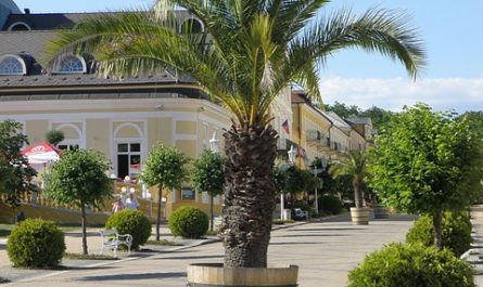 PALMERA EN MACETA