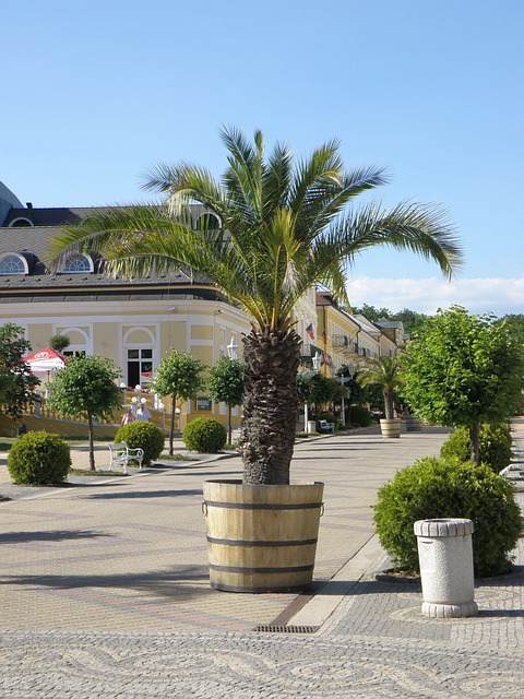 PALMERA EN MACETA