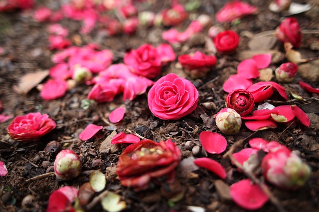 Camelia, bella flor en diferentes formas Flores - Flor de Planta