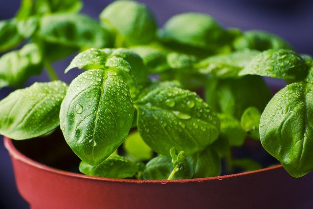 Abono de plantas en macetas o tiestos