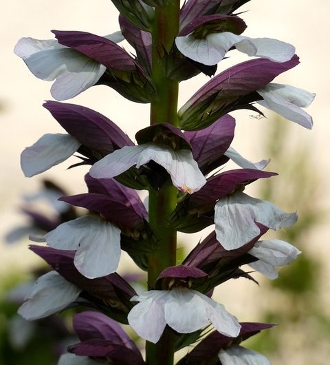 Acanthus mollis o Pie de Oso, cuidados claves