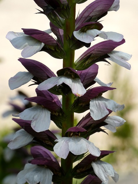 Acanthus mollis o Pie de Oso, cuidados claves