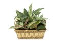 plantas toxicas