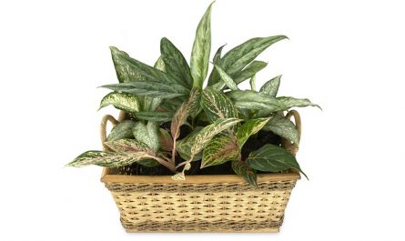 plantas toxicas