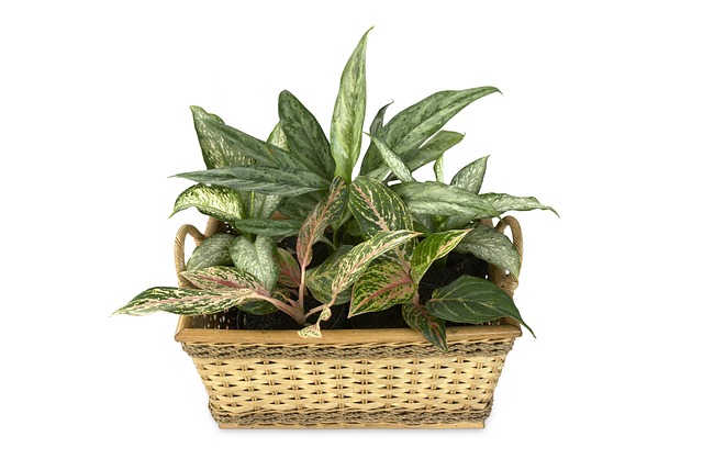7 Plantas tóxicas para niños y mascotas