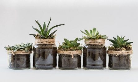 Plantas baño