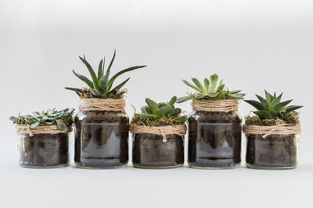 10 Plantas ideales para el cuarto de baño