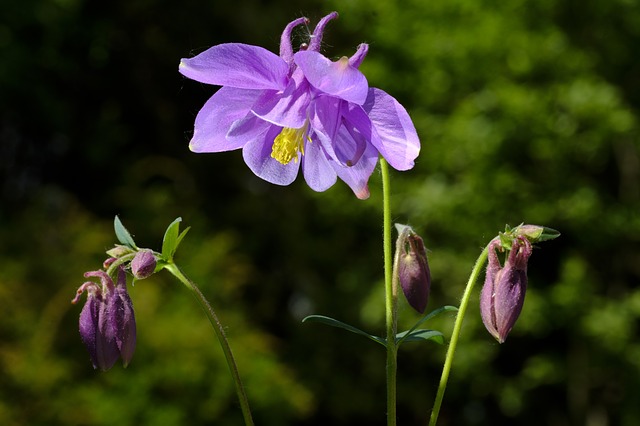 20 Flores de primavera Flores - Flor de Planta