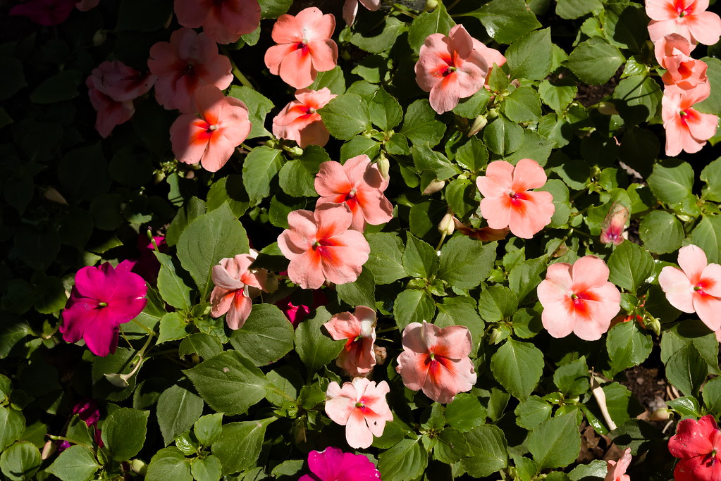 plantas que florecen todo el año