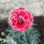 plantas que florecen todo el año
