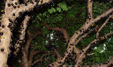 jabuticaba