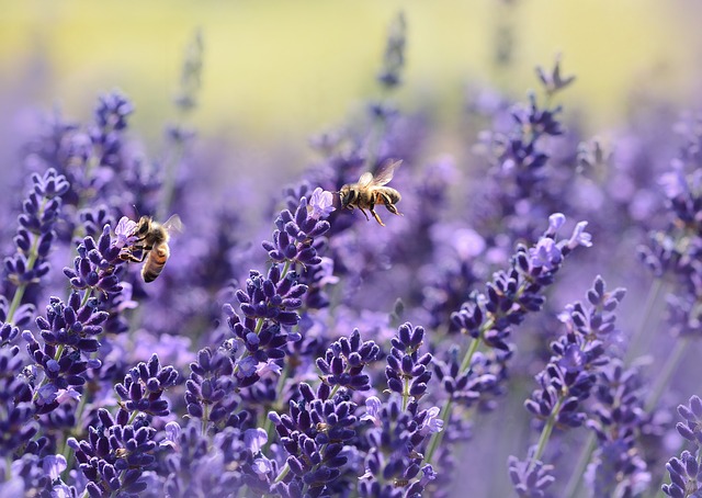 lavanda