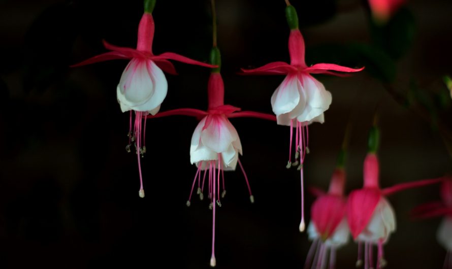 Fuchsia Magellanica, Aljaba o Pendientes de Reina