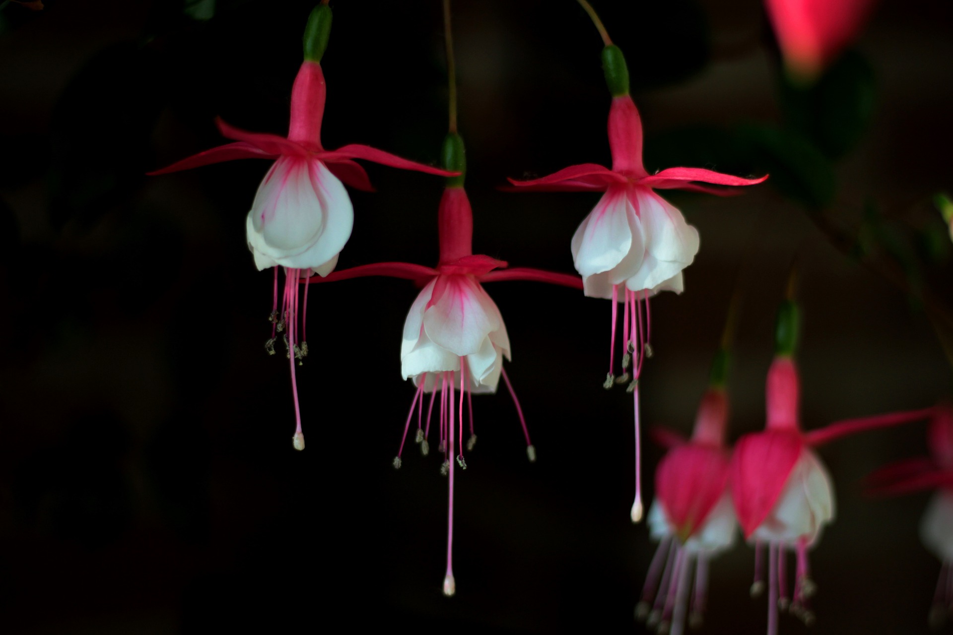 Fuchsia Magellanica, Aljaba o Pendientes de Reina