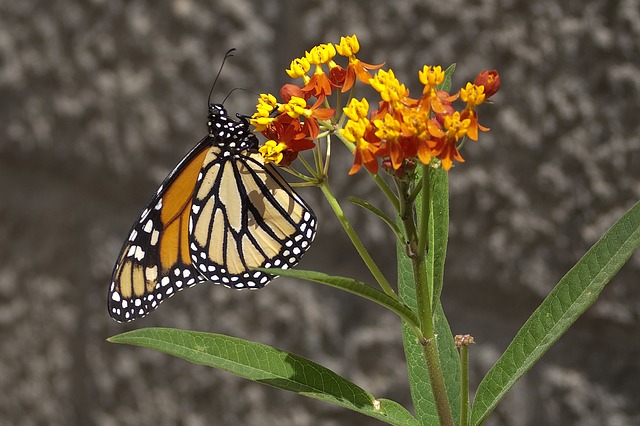 Asclepia, la flor de la mariposa monarca Flores - Flor de Planta