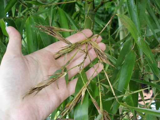 flor del bambú