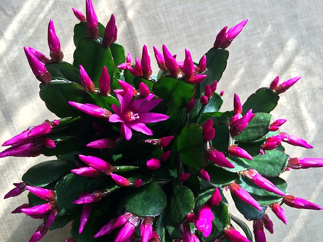 Cactus de Navidad, consejos para potenciar la floración