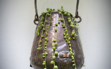 Senecio Rowleyanus