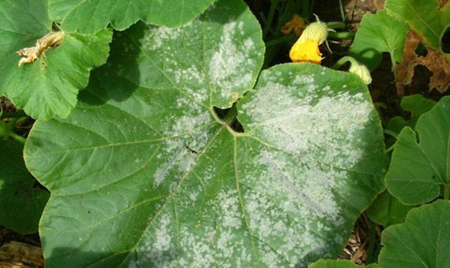 Tips para eliminar el moho blanco en las plantas