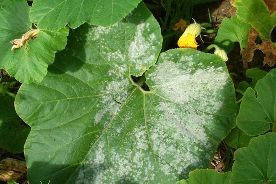 Tips para eliminar el moho blanco en las plantas