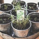 plantas aromáticas