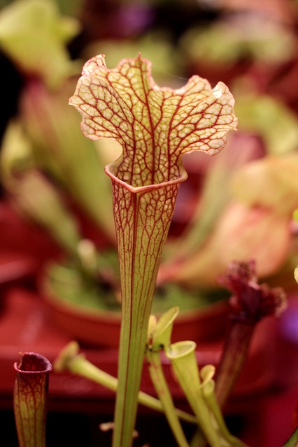 9 Plantas carnívoras más populares Plantas - Flor de Planta