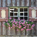 plantas de sol