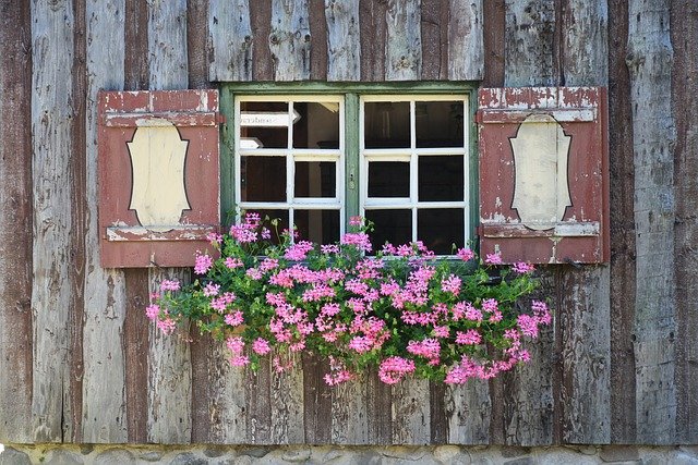 5 Plantas de sol con flores para el jardín