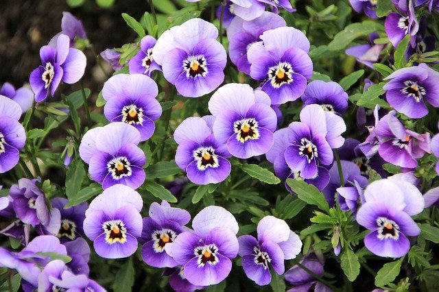 9 Flores de otoño para dar color al jardín