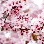 almendro