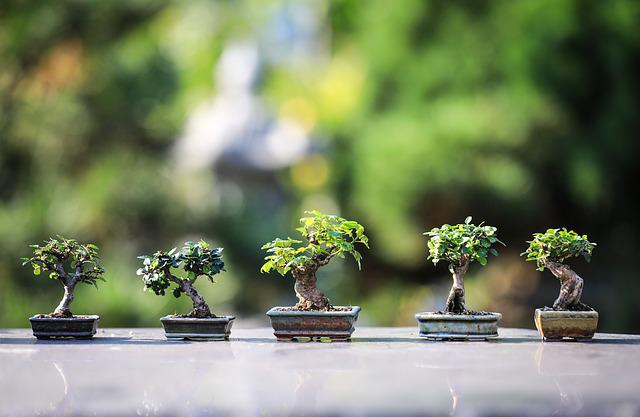 Bonsái, consejos de cultivo en casa