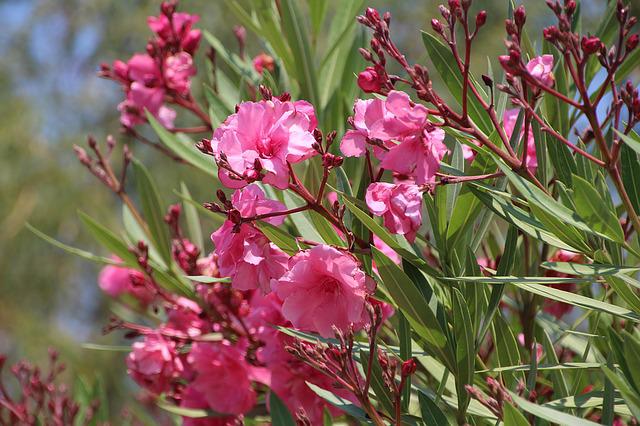 8 Plantas con flor resistentes al frío