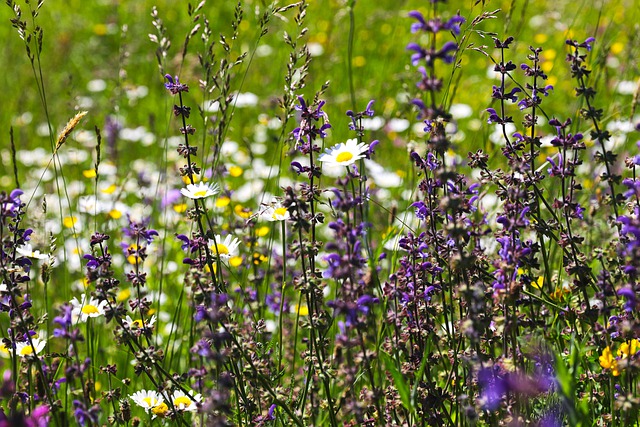 8 Plantas con flor resistentes al frío Flores, Plantas - Flor de Planta