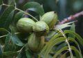 nuez de pecan