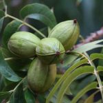 nuez de pecan