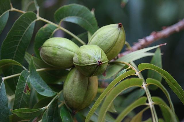 Nuez de Pecán, todo sobre este fabuloso nogal americano
