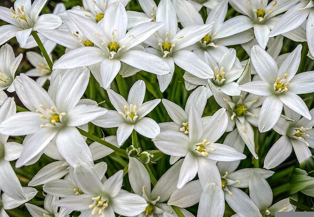 Ornithogalum o Estrella de Belén Flores - Flor de Planta