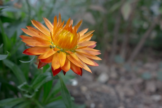 Semillas que puedes plantar a finales del invierno Flores - Flor de Planta