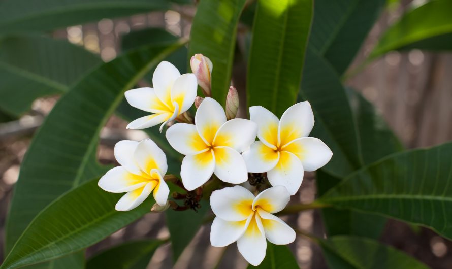 Plumeria Rubra, arbusto tropical de gran belleza