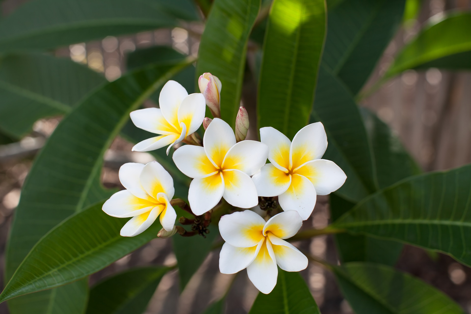 Plumeria Rubra, arbusto tropical de gran belleza