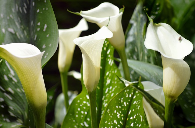 Cala: Variedades, Cuidados y Cultivo Flores, Plantas Interior - Flor de  Planta