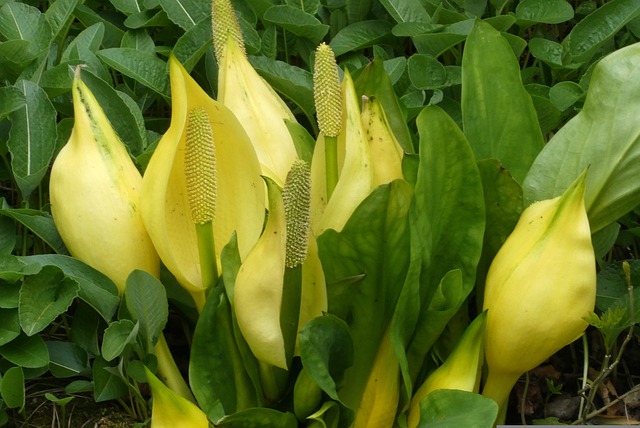 Cala: Variedades, Cuidados y Cultivo Flores, Plantas Interior - Flor de  Planta