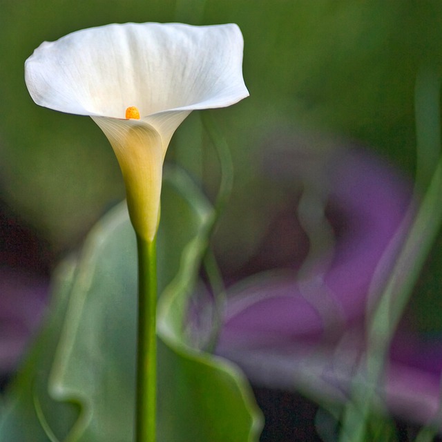 Cala: Variedades, Cuidados y Cultivo Flores, Plantas Interior - Flor de  Planta