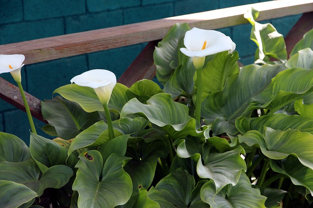 Cala: Variedades, Cuidados y Cultivo Flores, Plantas Interior - Flor de  Planta